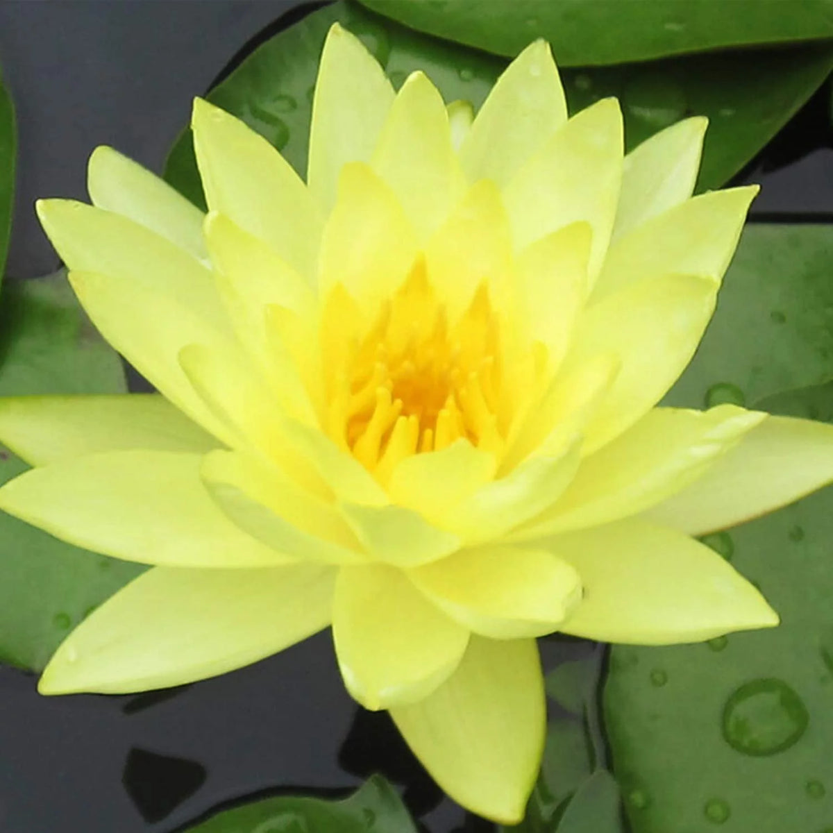 Hardy Water Lily Tuber Aquatic Pond Plant S80837
