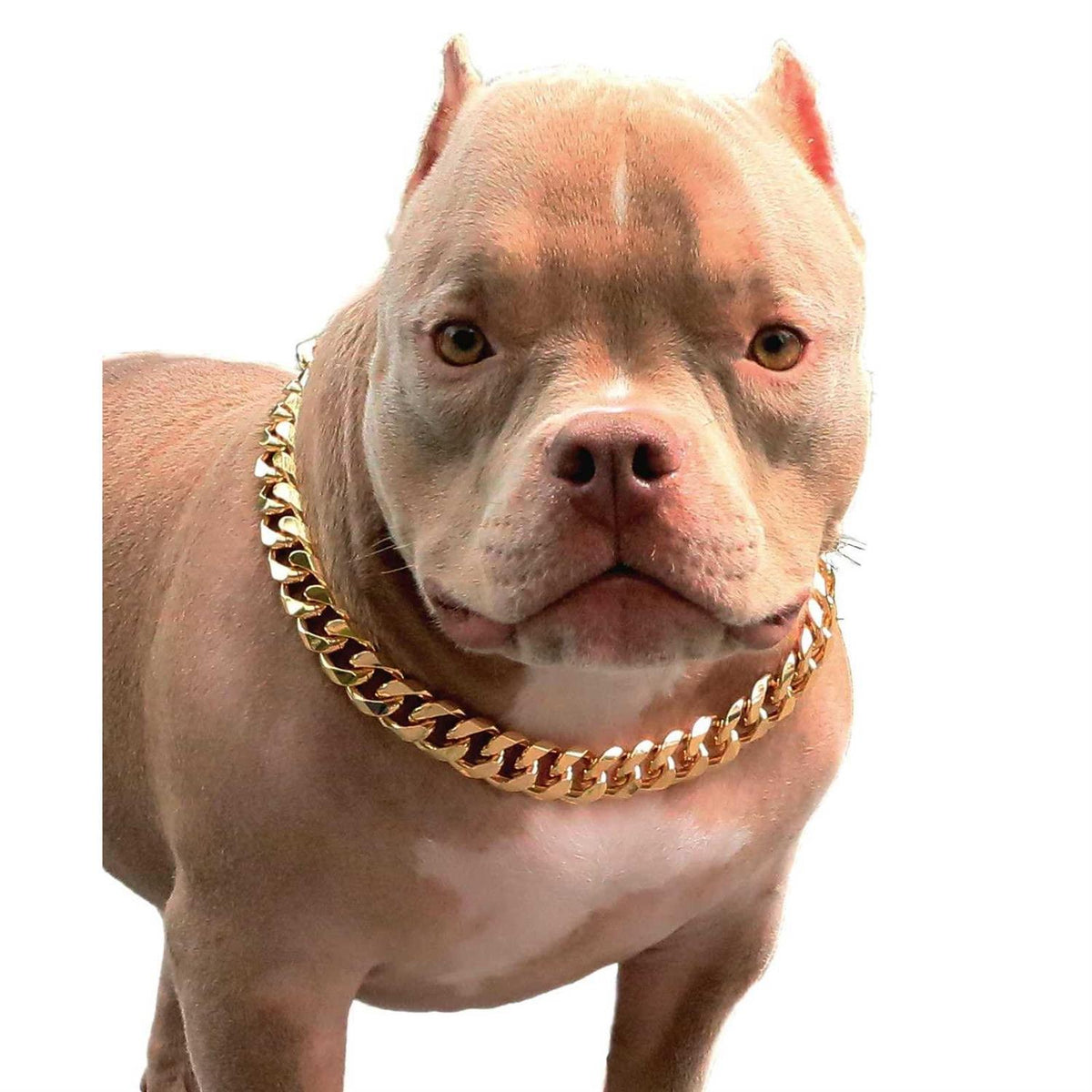 Gold Chain Cuban Link Dog Collar G4170