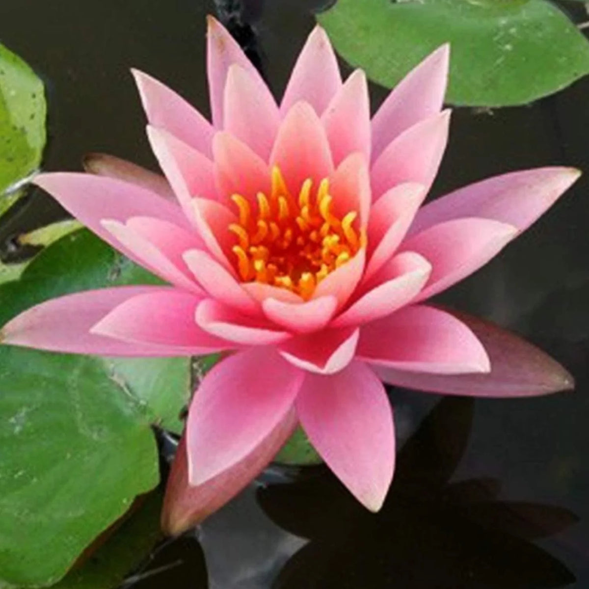 Hardy Water Lily Tuber Aquatic Pond Plant S80837