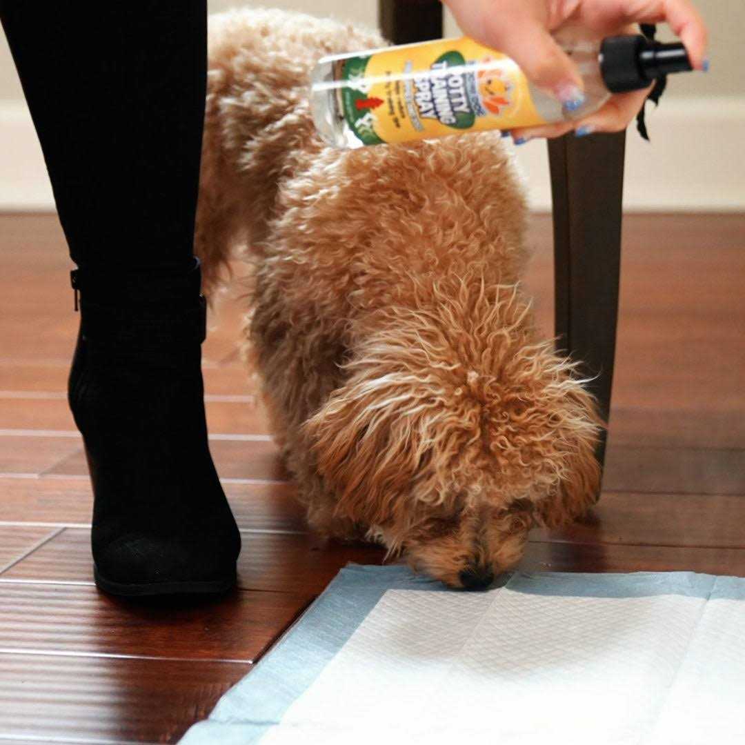 Indoor Outdoor Potty Training Spray U320161