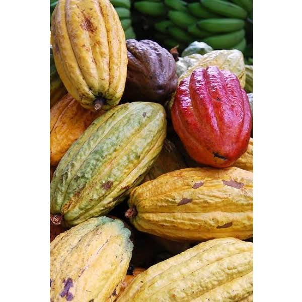 Cacao Powder 1kg J282858