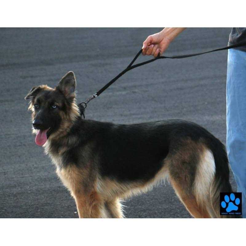 Double Handle Reflective Dog Leash U366199