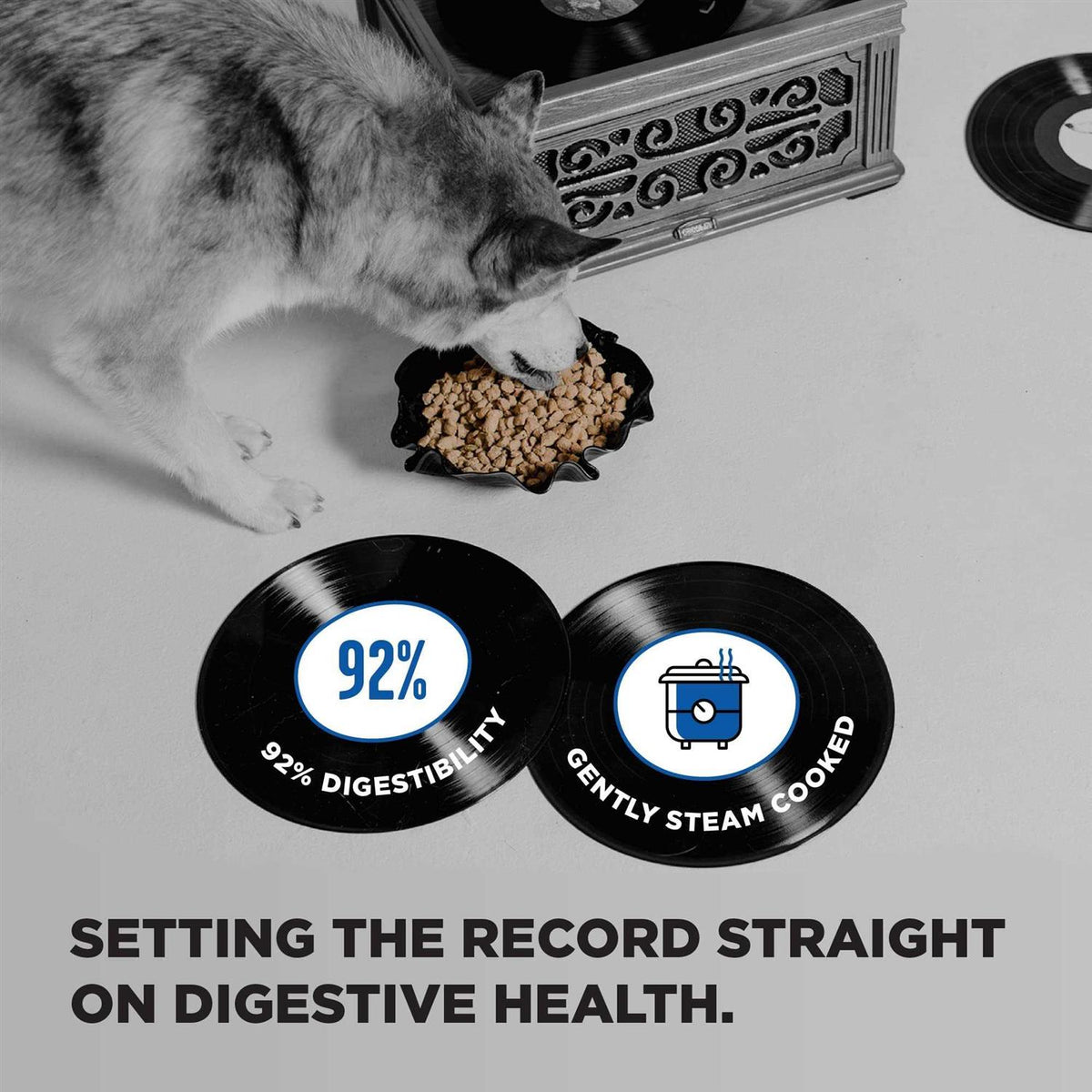 Dry Dog Food G5245