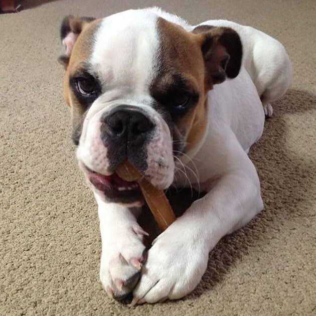 Dog Chew Bone S8224