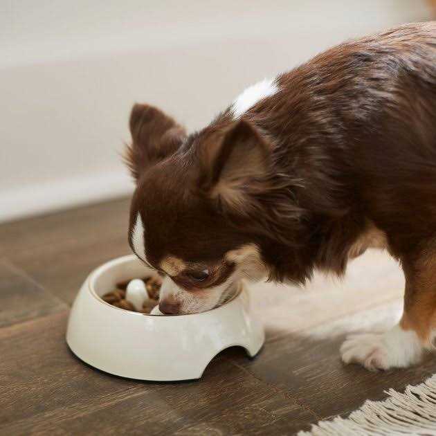 Melamine Slow Feed Dog & Cat Bowl with Gold Trim R4992