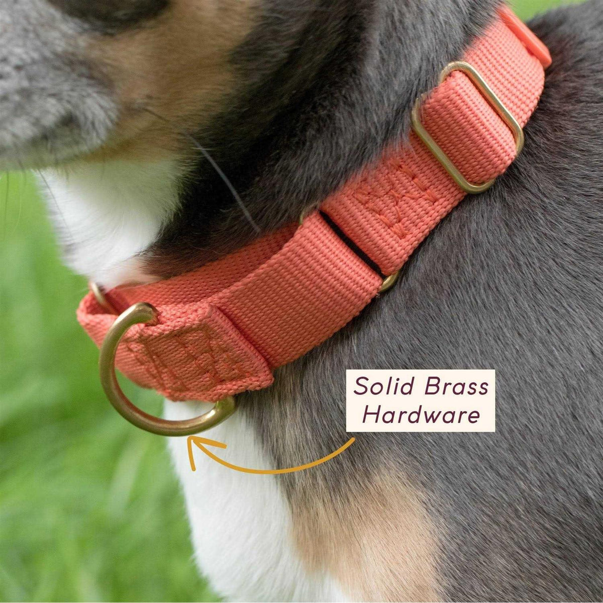Martingale Dog Collar Q860