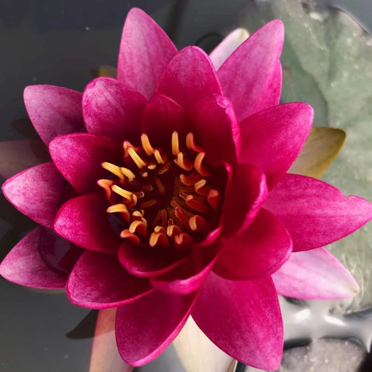 Hardy Water Lily Tuber Aquatic Pond Plant S80837
