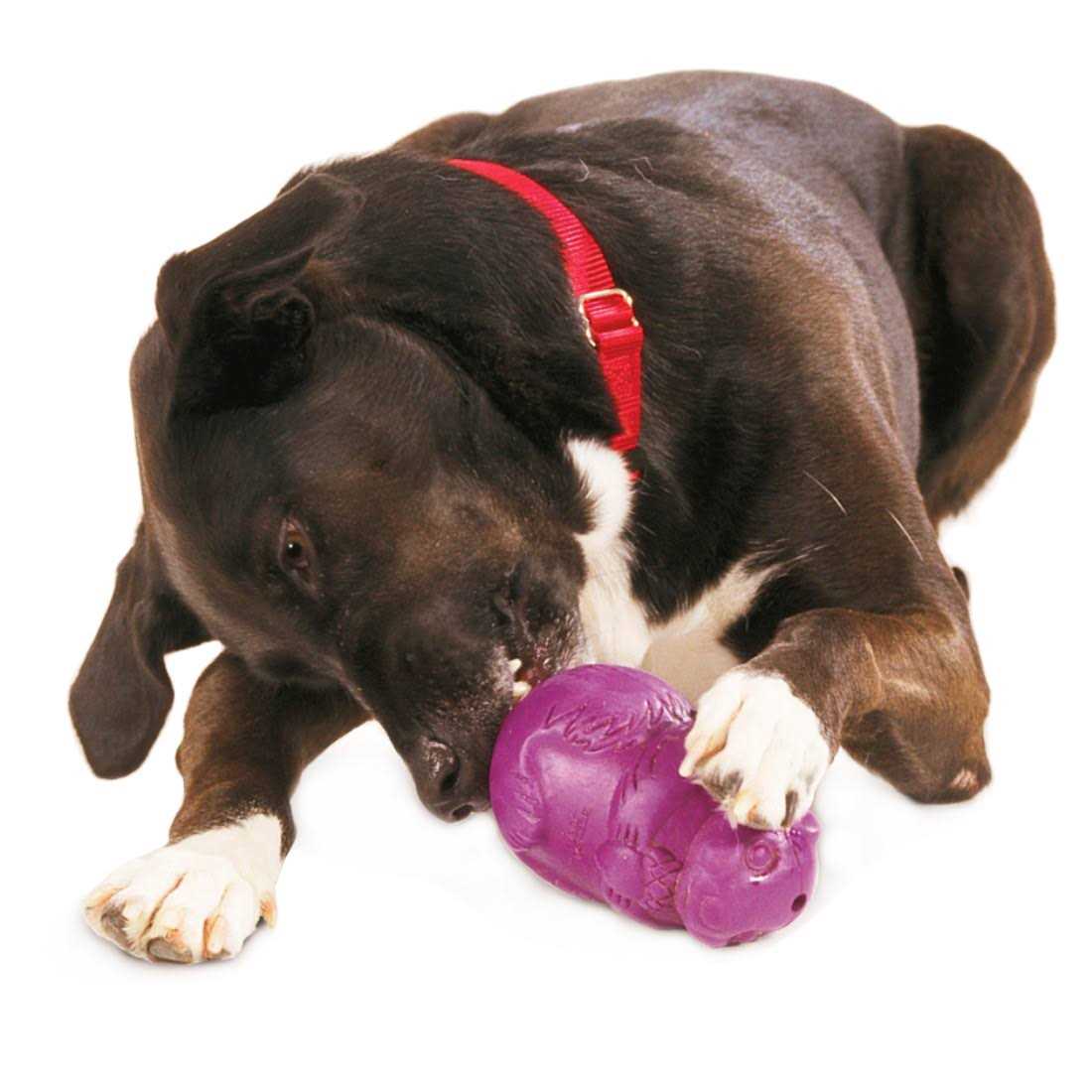 Squirrel Dude Dog Toy L50763