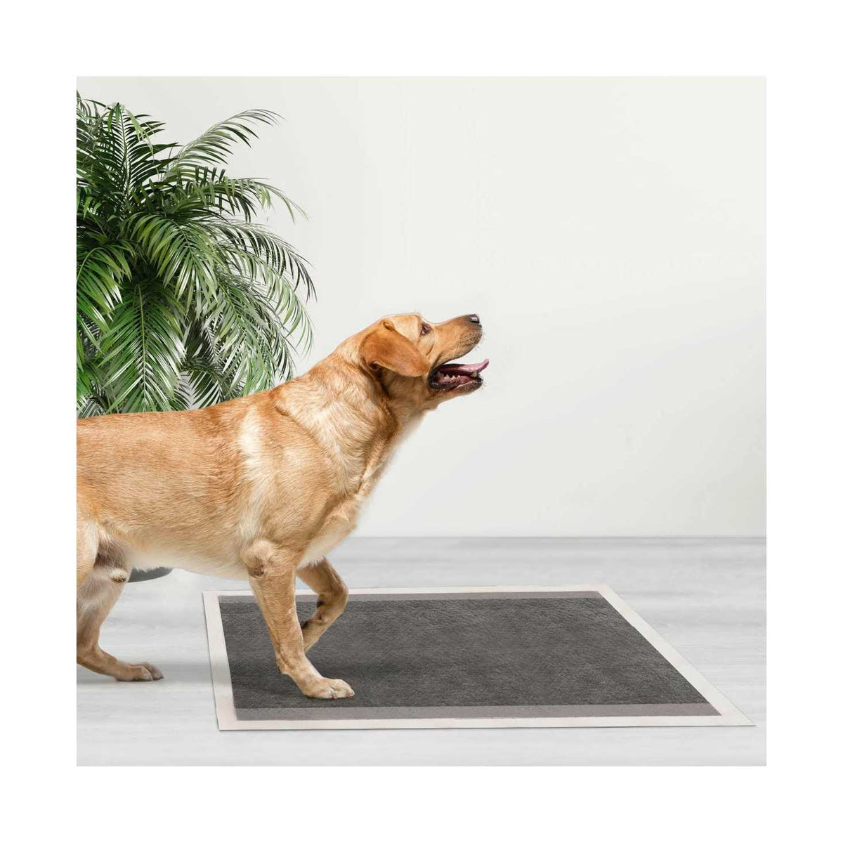 Dog and Puppy Pee Pads Leak-Proof R630