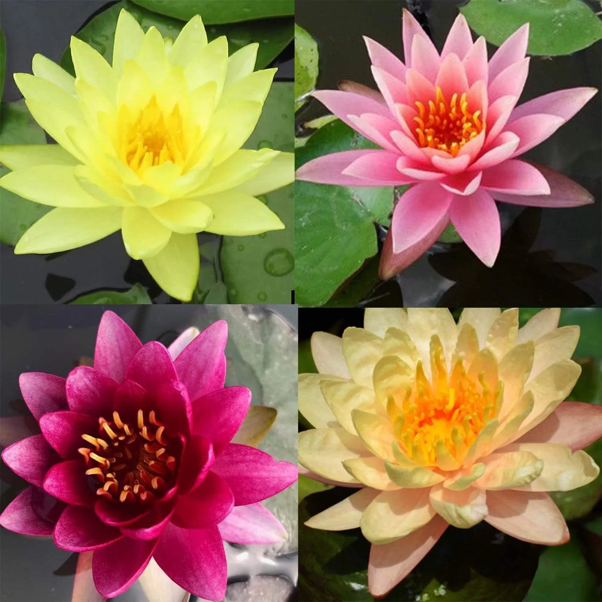 Hardy Water Lily Tuber Aquatic Pond Plant S80837