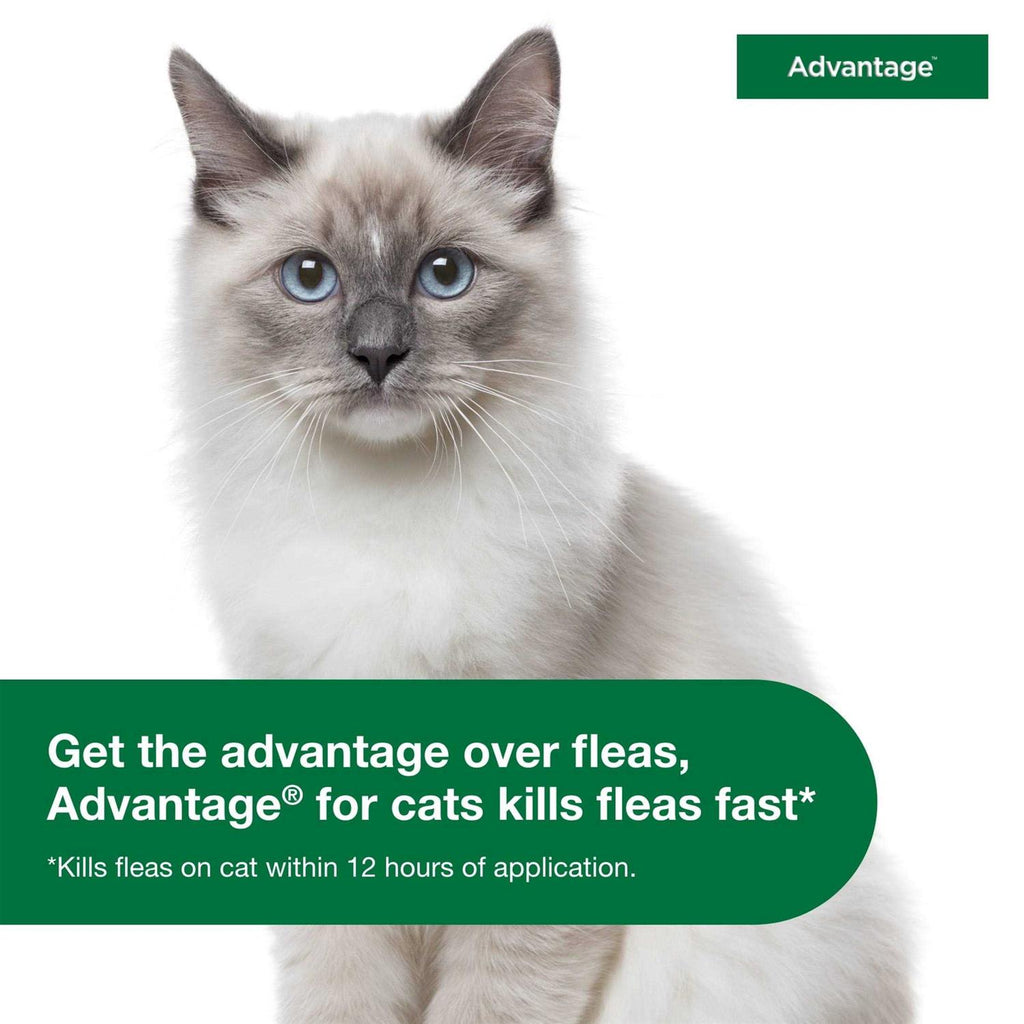Topical Flea Prevention for Small Cats E2903